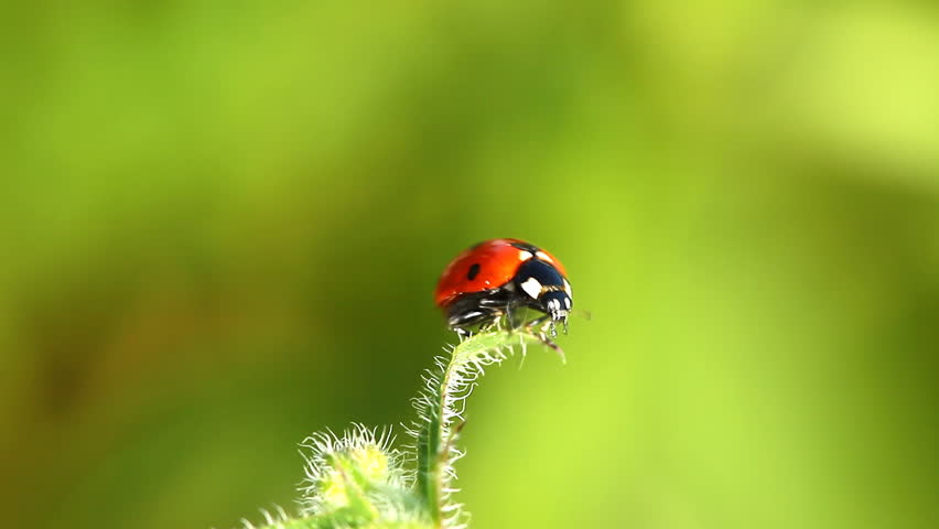  ladybug on leaf