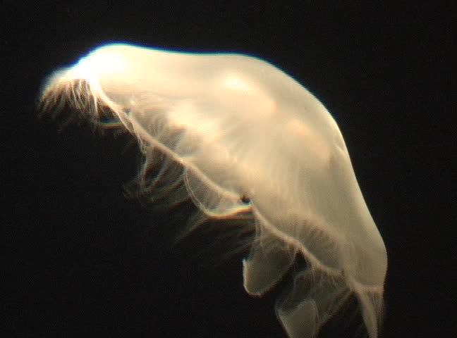 Moon Jelly Aurelia aurita, NTSC  