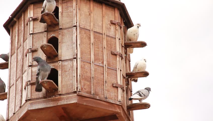 Pigeon tower house