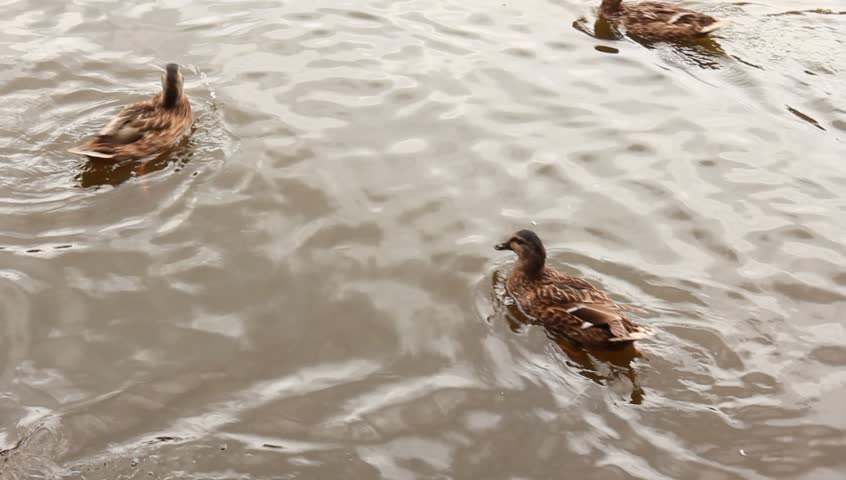 Ducks swimming in a pond