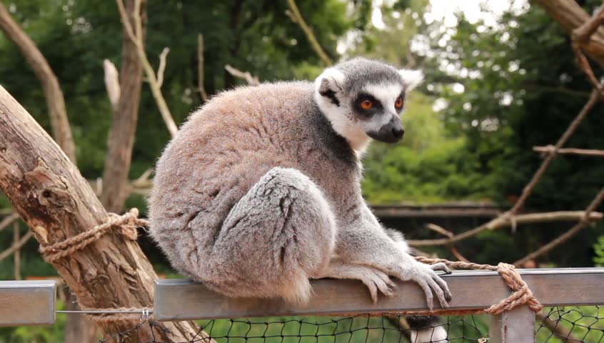 Lemur