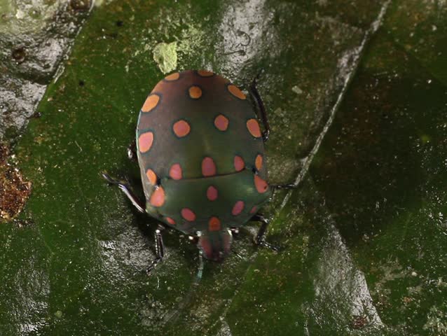 brightly coloured hemipteran bug on a leaf. In tropical rainforest, Ecuador