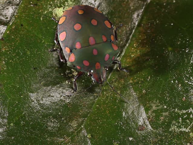 brightly coloured hemipteran bug on a leaf. In tropical rainforest, Ecuador