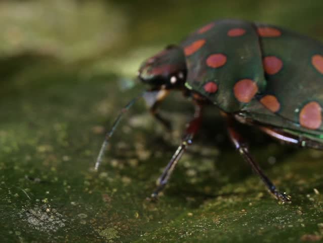 brightly coloured hemipteran bug on a leaf. In tropical rainforest, Ecuador