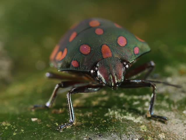 brightly coloured hemipteran bug on a leaf. In tropical rainforest, Ecuador