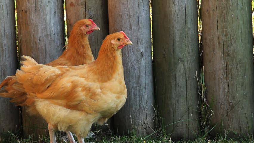 Road Island Red hens in barnyard