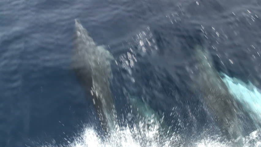 Dolphins