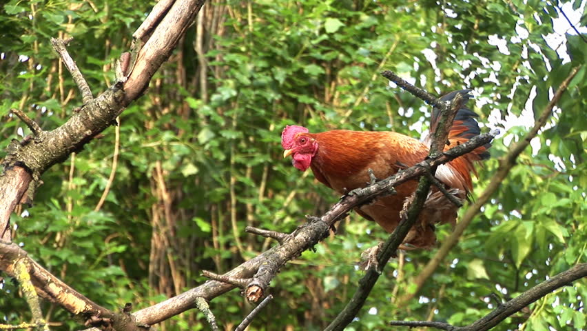 Rooster crowing on the tree