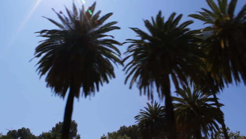 A dolly shot of a row palm trees on a bright, sunny day.