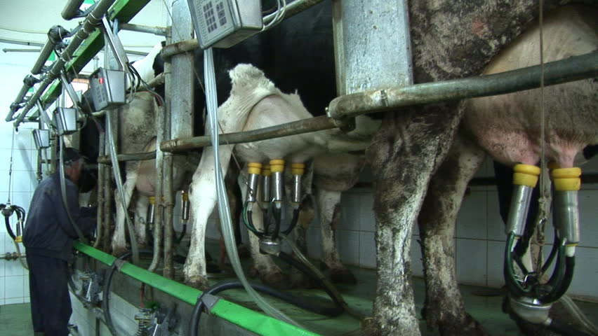 Milking Cows in the farm, three different video shots in one video footage