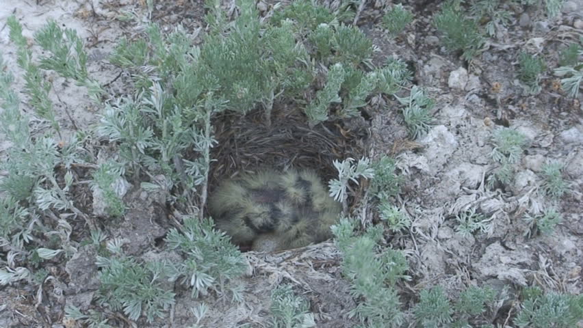 Horned Lark Nest