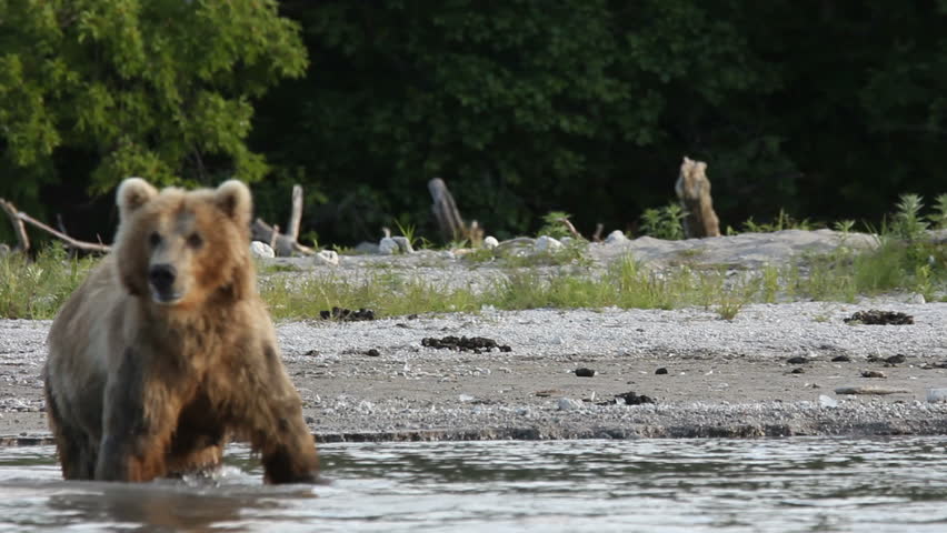 Bear, the fisher