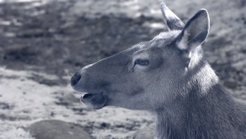 Infrared fauna: female deer chewing grass 