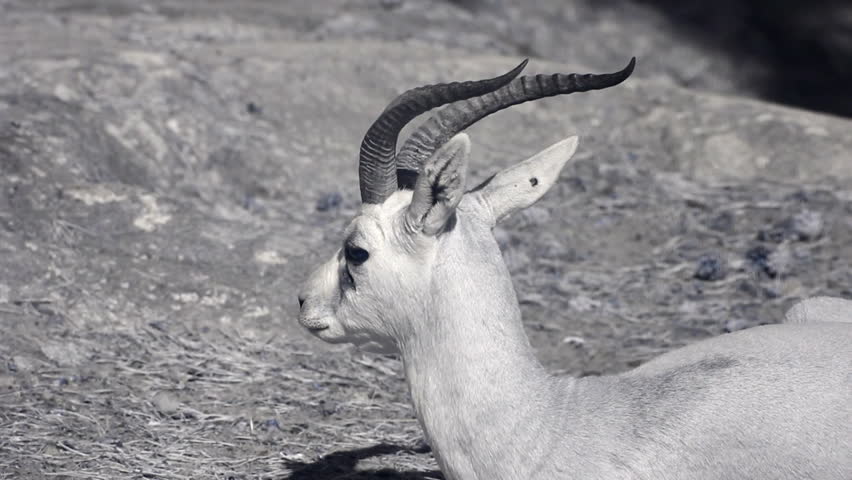 Infrared fauna: gazelle lying on a sand 