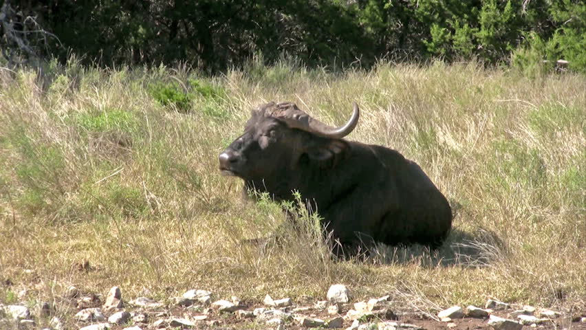 Video of a Cape Buffalo from Africa. One of the most dangerous wild animals. Very large animal laying down. In Texas wildlife preserve. Don Despain of Rekindle Photo.