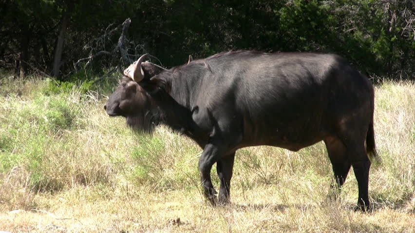 Video of a Cape Buffalo from Africa. One of the most dangerous wild animals. Very large animal slowly moving. In Texas wildlife preserve. Don Despain of Rekindle Photo.