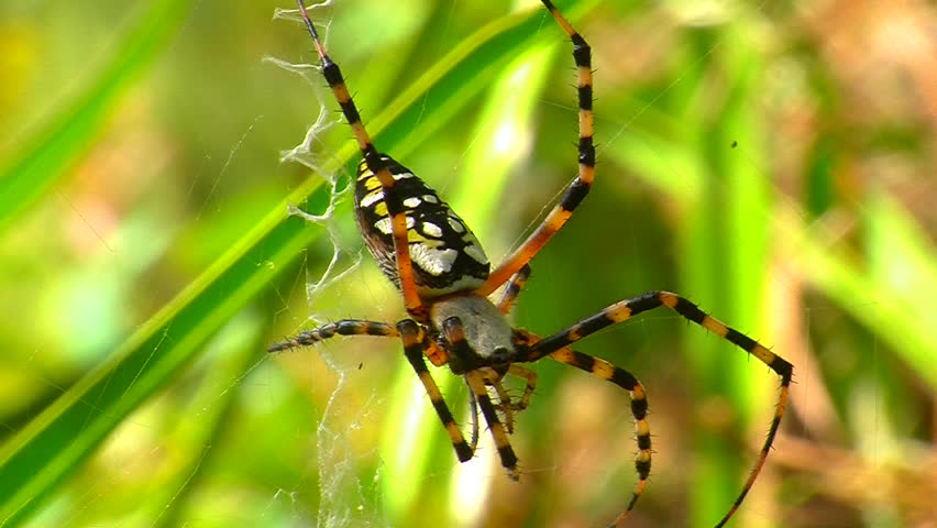 A Black and Yellow Garden Spider (Argiope aurantia) resting stationary on web. 