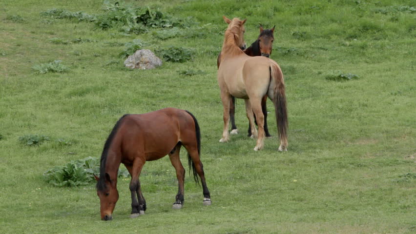 Horses graze in a green meadow, two of them caress each other