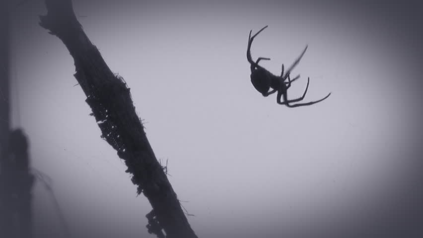 Spider on the web