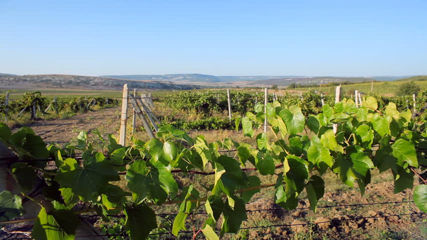 Green vine rows on the field. Tracking shot.