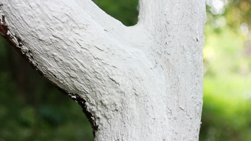 Processing of pitch trunk of tree from insects. Time-lapse, HD.