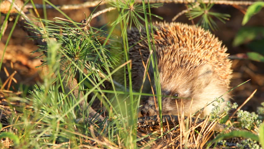 Hedgehog in wood. Summer.