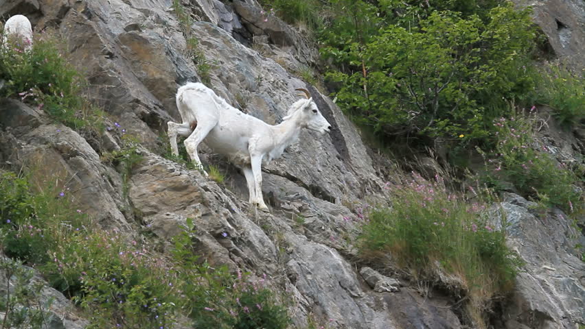 Dall sheep ewe and lamb on steep rocky mountain cliff and ledges near Anchorage Alaska. Along mountain in Turnagain Arm. Pure white wild sheep. Wildlife in the wild.