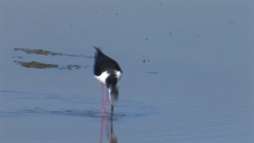 Black-necked Stilt foraging