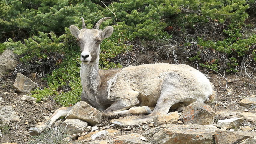 Female Bighorn sheep ewe laying high on a rocky mountain cliff. Calmly watching. Shaggy hair from early summer shedding.