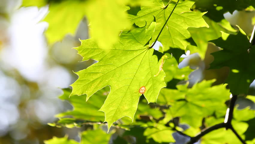 autumn maple leaf