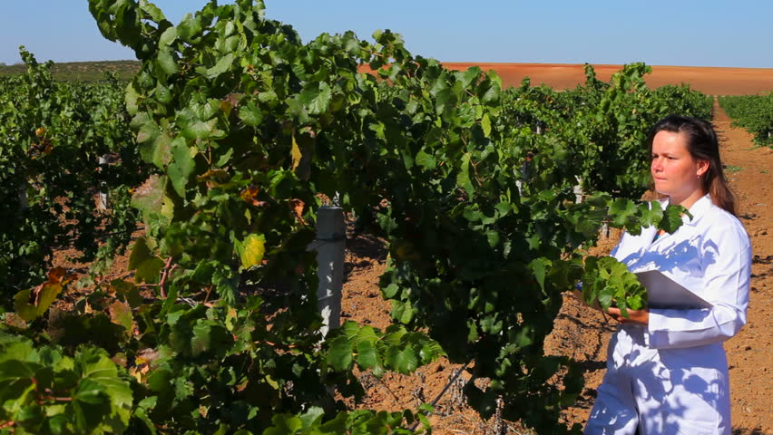 Expert monitors the quality of grapes. Female experts monitors the quality of grapes grown.