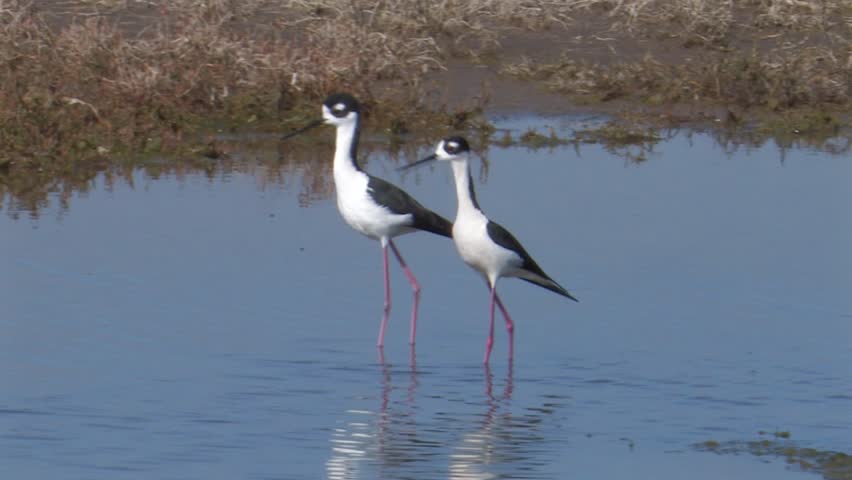 Black-necked Stilt