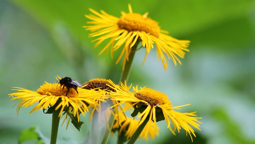 Bees pollinating yellow wild flowers 