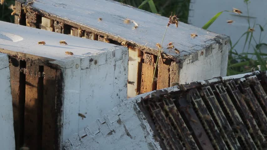 On a bee farm.