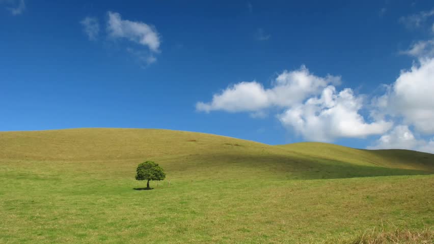 Time lapse Lonely Tree on Big Island, Hawaii