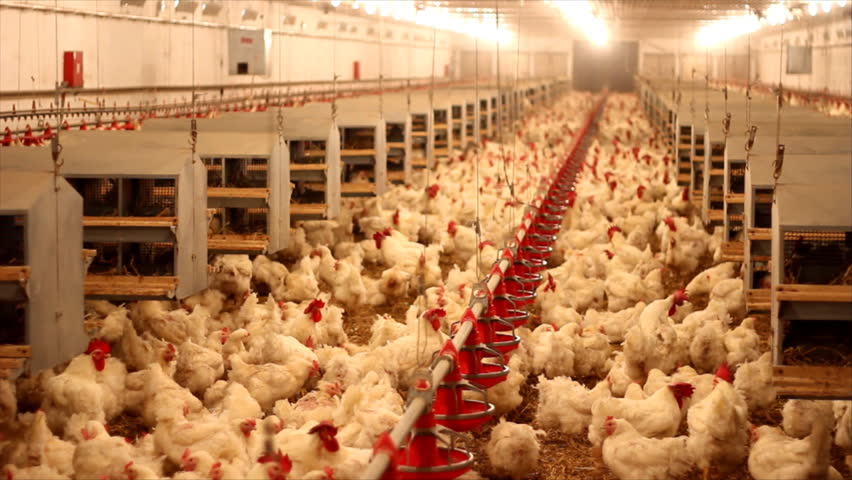 Chicken Farm