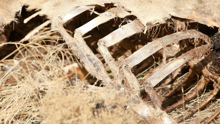 Dead wildlife animal elk close after being poached and left to rot by an illegal hunter. Skin, fur and bones remain after rotting and decomposing in the air.