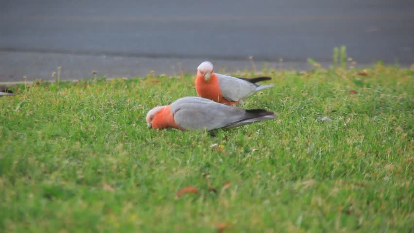 pair of pink galah