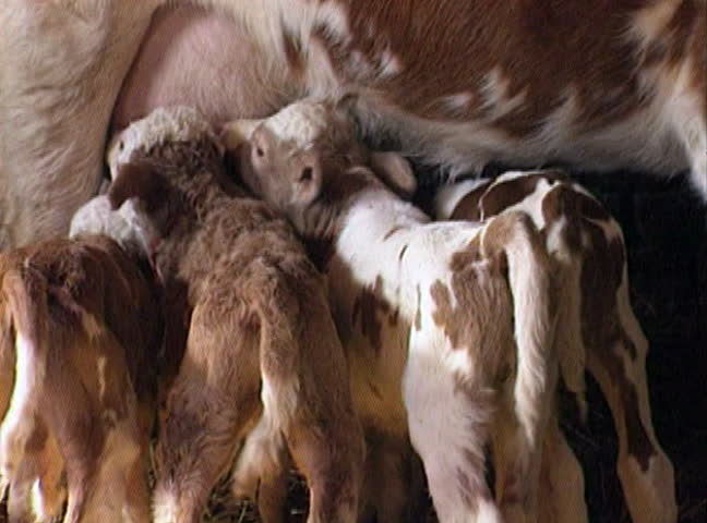 Cow feeding four young calves in a barn.