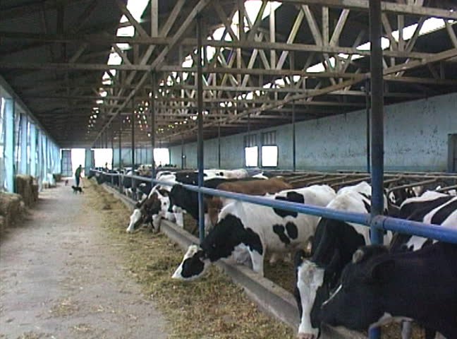 Large group of dairy farm cows eating silage in big, modern stalls.
