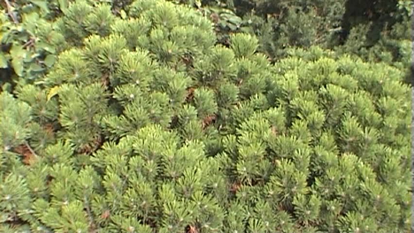 Texture of young pine tree bush, tripod, 16x9
