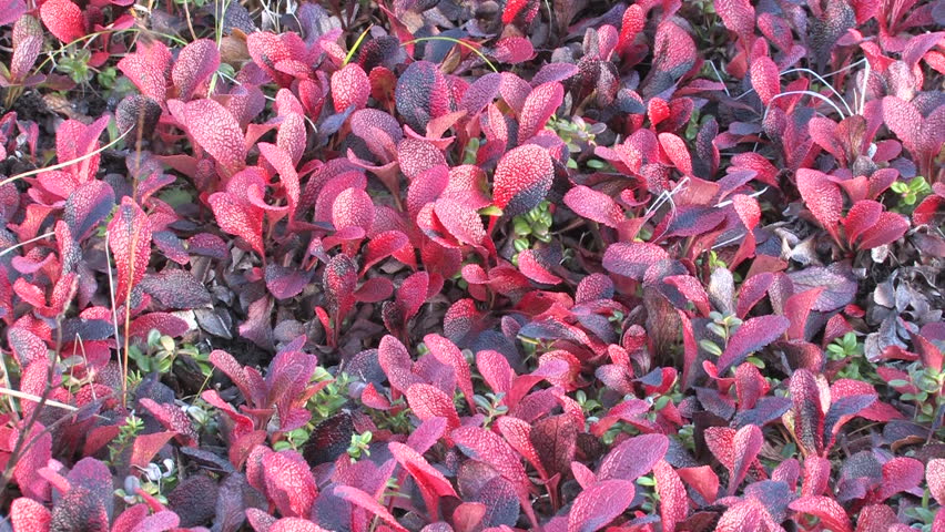 autumn, tundra, berries