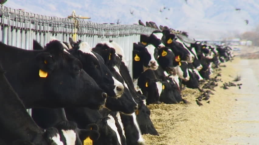 Dozens of dairy cows lined up at feeding trough - HD