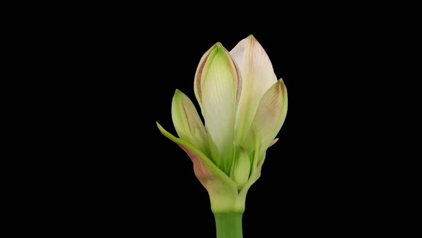 Time-lapse opening "Apple Blossom" amaryllis Christmas flower alpha matte  