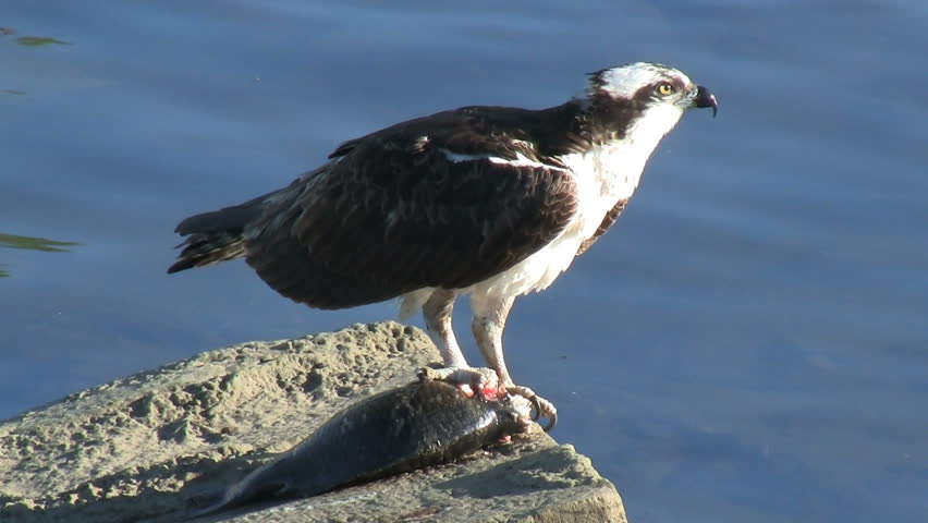 Osprey Tearing Apart Fish