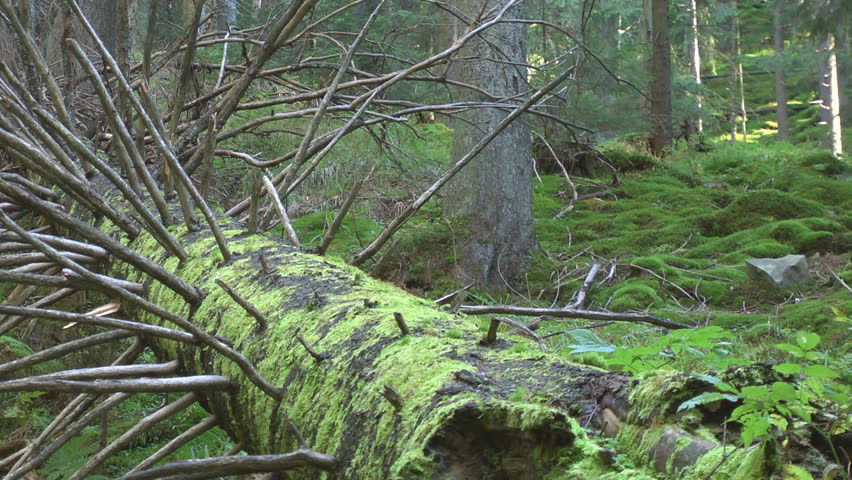Panning old moss-grown trunk