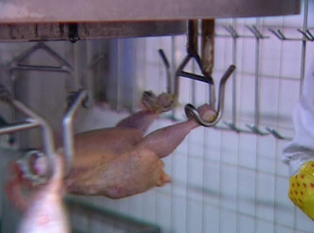 Raw chicken on the production line. Worker hang them on a meat hooks.