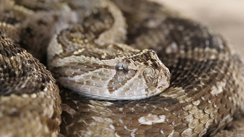 Puff adder (Bitis arietans) in defensive position with flicking tongue, southern Africa