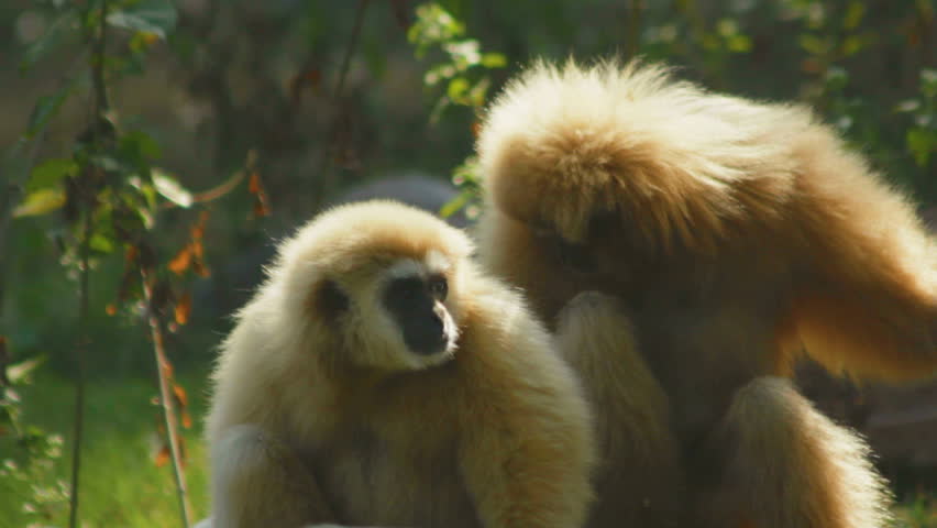 Two gibbons grooming in forest habitat.