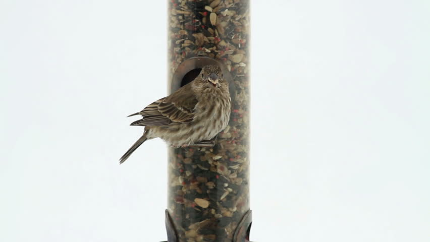 House Sparrow eating and feeding on a bird feeder. White background. Song bird in the winter trying to keep warm.